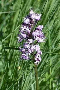 <i>Orchis simia</i>