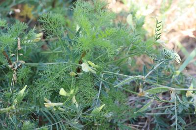<i>Vicia lutea</i>