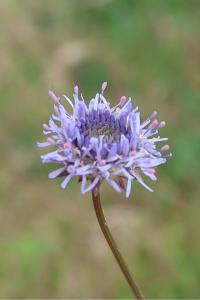 <i>Jasione montana</i>