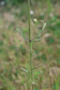 <i>Jasione montana</i>