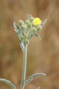 <i>Andryala integrifolia</i>