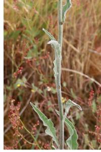 <i>Andryala integrifolia</i>
