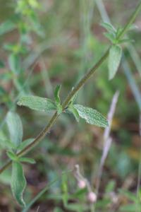 <i>Stachys recta</i>