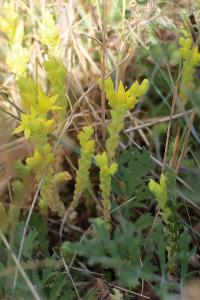 <i>Sedum acre</i>