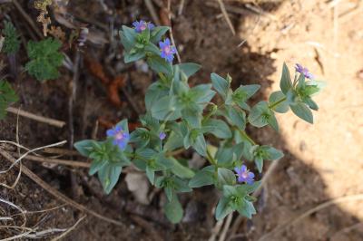 <i>Lysimachia foemina</i>