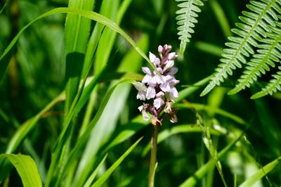 <i>Dactylorhiza maculata</i>