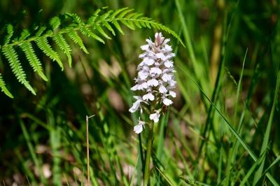 <i>Dactylorhiza maculata</i>