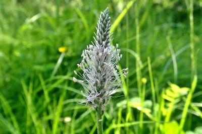 <i>Plantago media</i>