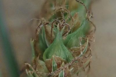 <i>Carex distans</i>