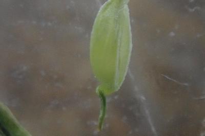 <i>Carex distans</i>