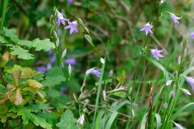 <i>Campanula rapunculus</i>