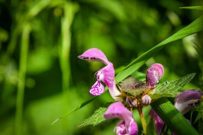 <i>Lamium maculatum</i>
