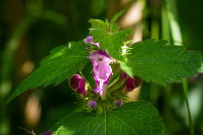 <i>Lamium maculatum</i>