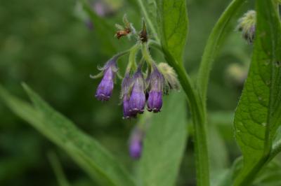 <i>Symphytum officinale</i>