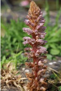 <i>Orobanche minor</i>