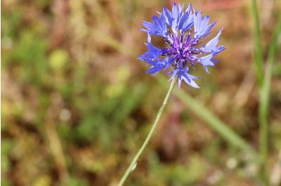 <i>Cyanus segetum</i>