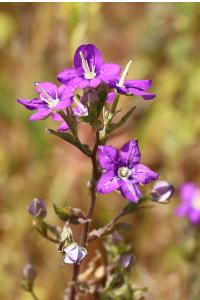<i>Legousia speculum-veneris</i>