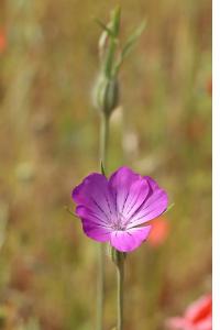 <i>Agrostemma githago</i>