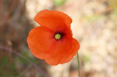 <i>Papaver dubium</i>
