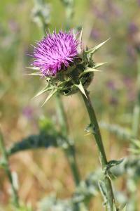 <i>Silybum marianum</i>