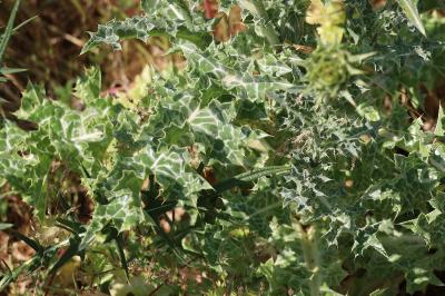 <i>Silybum marianum</i>