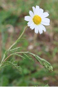 <i>Anthemis cotula</i>