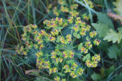 <i>Euphorbia cyparissias</i>