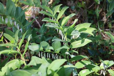 <i>Polygonatum odoratum</i>