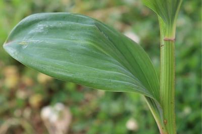<i>Polygonatum odoratum</i>