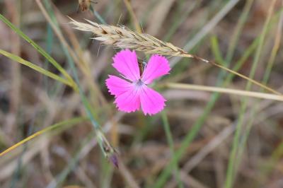<i>Dianthus carthusianorum</i>