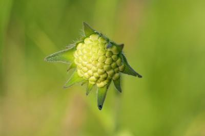 <i>Knautia arvensis</i>