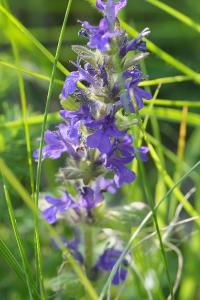 <i>Ajuga genevensis</i>