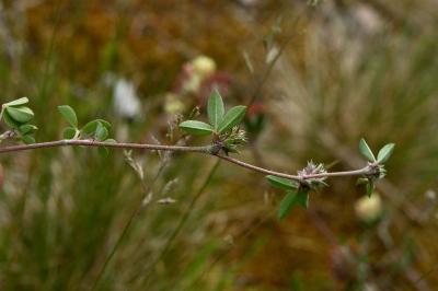 <i>Trifolium striatum</i>