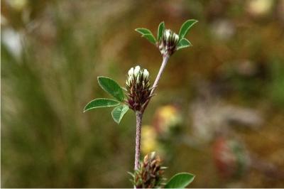 <i>Trifolium striatum</i>