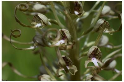 <i>Himantoglossum hircinum</i>
