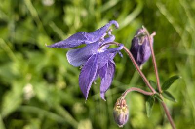 <i>Aquilegia vulgaris</i>