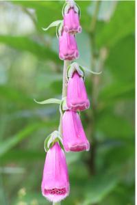 <i>Digitalis purpurea</i>