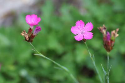 <i>Dianthus carthusianorum</i>