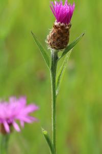 <i>Centaurea decipiens</i>