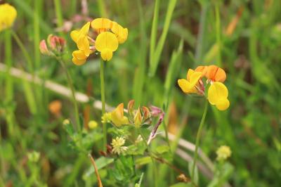 <i>Lotus corniculatus</i>