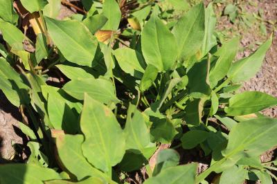 <i>Alisma plantago-aquatica</i>