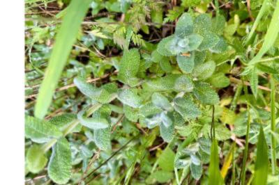 <i>Mentha suaveolens</i>