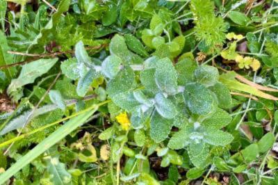 <i>Mentha suaveolens</i>