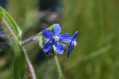 <i>Anchusa azurea</i>