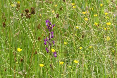 <i>Anacamptis laxiflora</i>