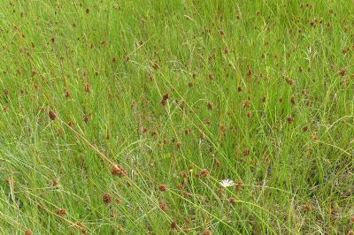 <i>Juncus conglomeratus</i>