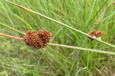 <i>Juncus conglomeratus</i>