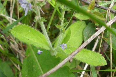 <i>Veronica officinalis</i>