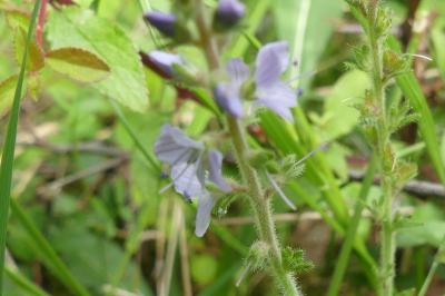 <i>Veronica officinalis</i>