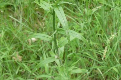 <i>Campanula rapunculus</i>